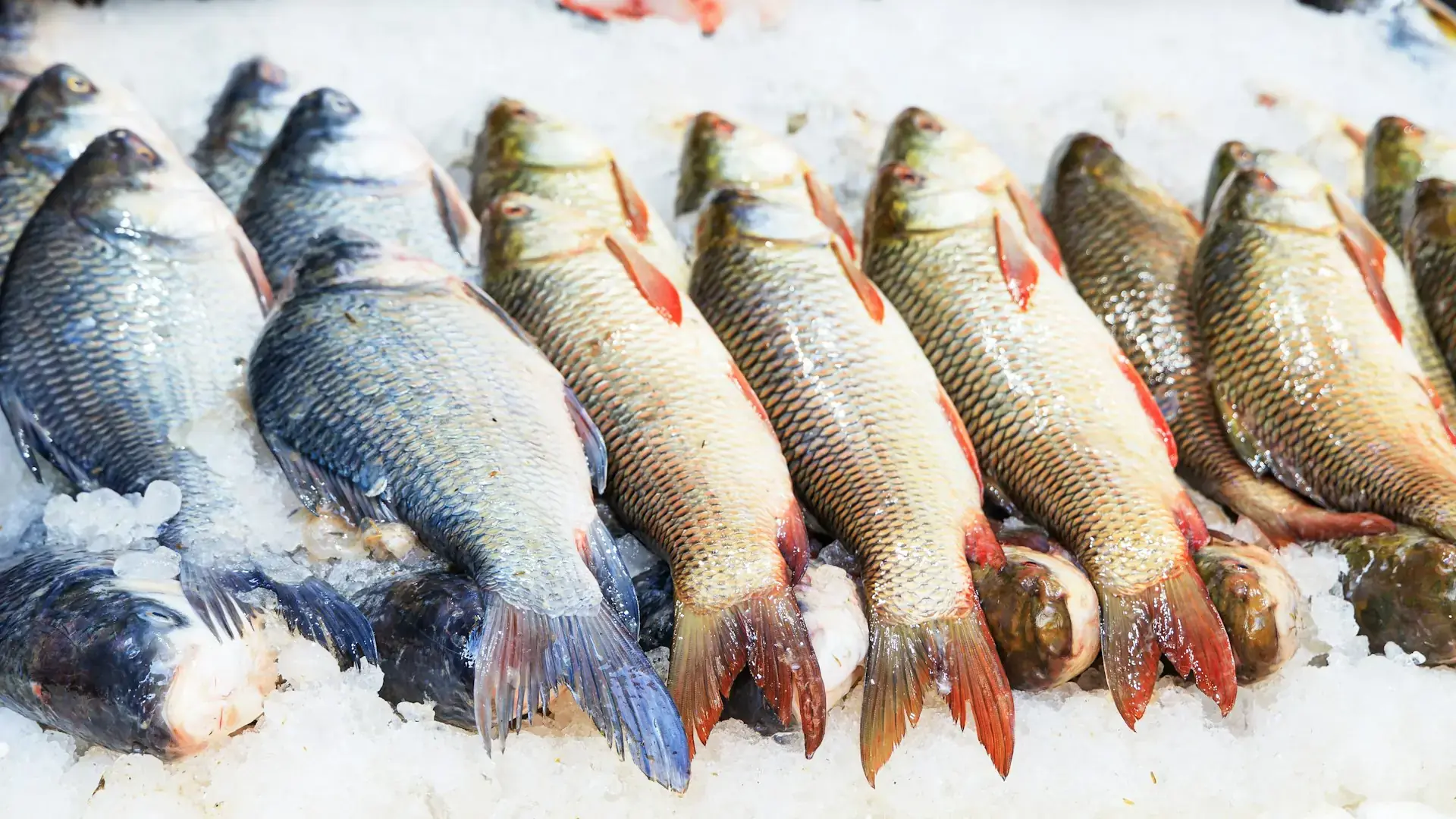 Fish & Meat Delivery app
